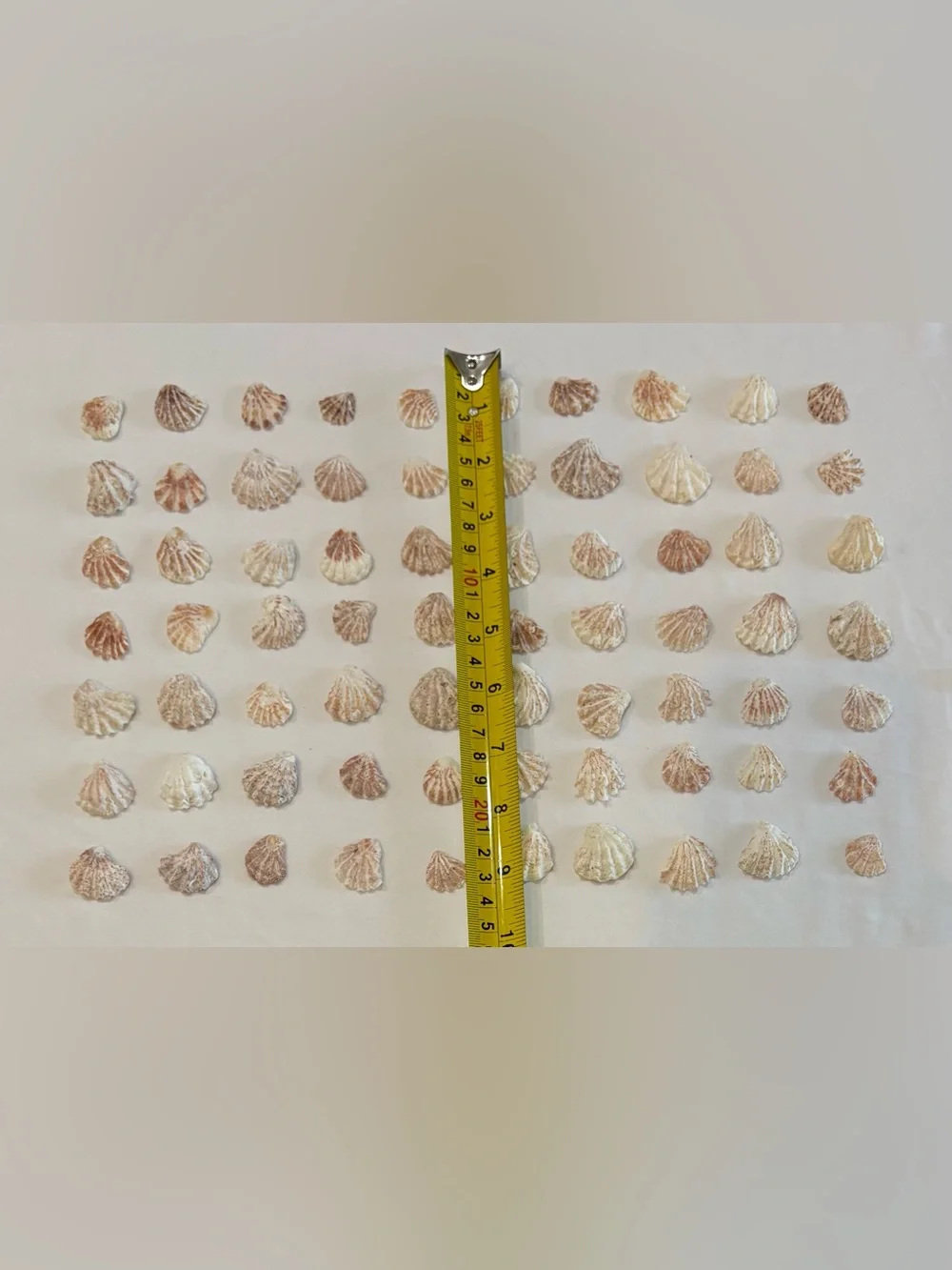70 - KITTENPAW KITTY PAW  FLORIDA ATLANTIC KITTEN PAW SEASHELLS ASSORTED COLORS